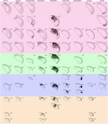 Somatotopy in the Medullary Dorsal Horn As a Basis for Orofacial Reflex Behavior